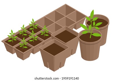 Isometric seedling transplanting process. Young vegetable seedlings of transplanting into peat pots using garden tools. Seedlings in biodegradable pots.