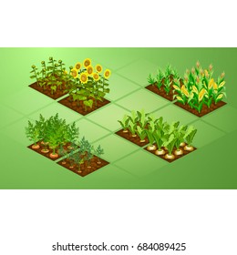 Isometric set of Cute Cartoon plants. Farming fields. Isolated vector illustration for Web, mobile game, mobile application.