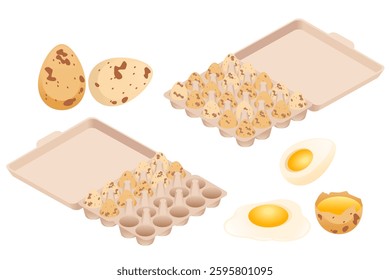 Isometric set of Quail eggs. Whole and broken eggs. Cardboard and plastic tray. Raw and cooked egg with yolk. Collection for grocery store. Vector illustration isolated on white background.