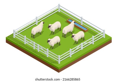 Isometric sheep and lambs on a fenced grassy farm road. Sheep farming or sheep husbandry, raising and breeding of domestic sheep.