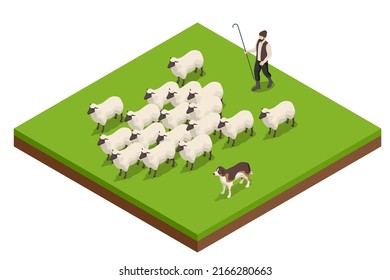 Isometric sheeps in a meadow on green grass. Sheep on a farm. Flock of sheep with shepherd and dog