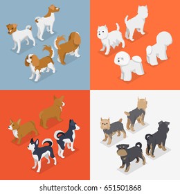 Isometric Small Dog Breeds with Jack-Russell Terrier, Corgi and West Highland. Vector flat 3d illustration