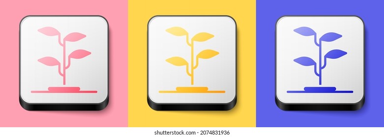 Isometric Sprout icon isolated on pink, yellow and blue background. Seed and seedling. Leaves sign. Leaf nature. Square button. Vector