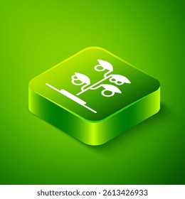 Isometric Sprout icon isolated on green background. Seed and seedling. Leaves sign. Leaf nature. Green square button. Vector