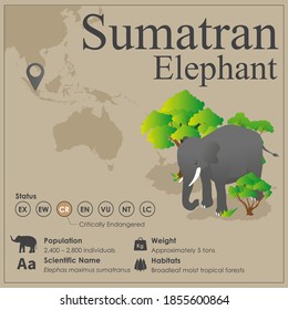Isometric Sumatran Elephant vector Infographic
