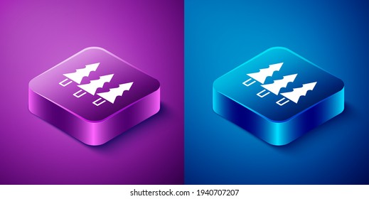 Icono de Árboles isométricos aislados en fondo azul y púrpura. Símbolo de bosque. Botón cuadrado. Vector