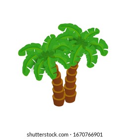 Isometric two palm trees isolated on white background. Vector illustration