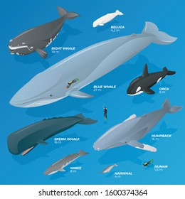 Isometric type comparison of whales