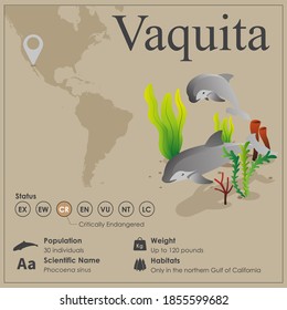 Isometric Vaquita dolphin vector Infographic