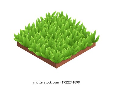 Isometric vector illustration dense green grass isolated on white background. Realistic plot of land with green grass icon in flat cartoon style. Ground grass tile for web, game, mobile app and GUI.