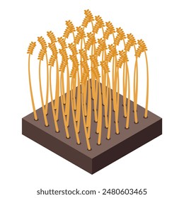 Isometric vector illustration of a wheat field on a soil patch, isolated on white