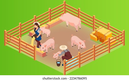 Isometric vector of a pig farm and farmenrs with pink growing piglets being fed 