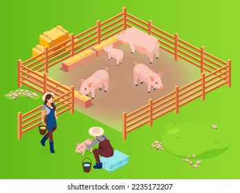 Isometric vector of a pig farm and farmenrs with pink growing piglets being fed 