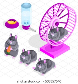 Isometric vector set, cute little hamster character, several poses, feeding, watering and wheel, gray color pet.