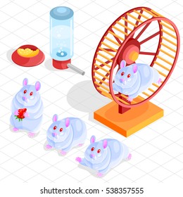 Isometric vector set, cute little hamster character, several poses, feeding, watering and wheel, albino color pet.