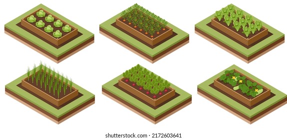 Isometric Vegetable garden. Vegetables in backyard formal garden. Vegetables growing in the garden. Eco friendly gardening