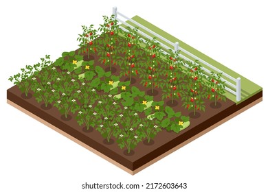 Isometric Vegetable garden. Vegetables in backyard formal garden. Vegetables growing in the garden. Eco friendly gardening