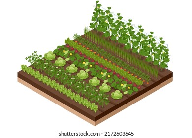 Isometric Vegetable garden. Vegetables in backyard formal garden. Vegetables growing in the garden. Eco friendly gardening