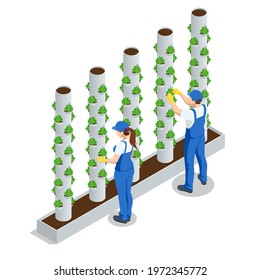 Isometric vegetable hydroponic system, modern greenhouse smart plant beds, gardeners, hydroponic and aeroponic systems. Organic agriculture in the greenhouse for health food