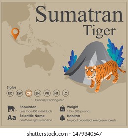 Isometric View Of Sumatran Tiger Infographic