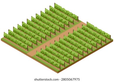 Isometric vineyard illustration with organized grapevine rows and farm paths, showing a rural wine growing landscape and viticulture concept for agriculture, harvest and winery design