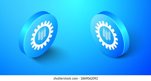 Isometric Wheat and gear icon aislado en fondo azul. Símbolo agrícola con granos de cereales y artes industriales. Industriales y agrícolas. Botón de círculo azul. Vector.