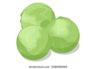 Isometric White cabbage isolated on white background. White cabbage is a popular vegetable known for its dense, crunchy leaves. Rich in vitamin C and fibre.