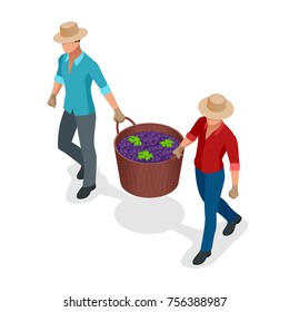Isometric workers harvesting grapes during the wine harvest. Blue wine grapes in wicker baskets. Isolated object in flat design on white background. Vector illustration.