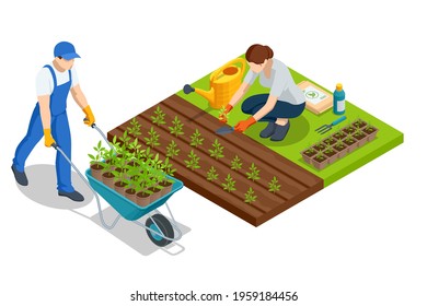 Isometric young vegetable seedlings of transplanting into peat pots using garden tools. Woman transplant seedlings. Seedlings in biodegradable pots, farmer with a wheelbarrow with seedling