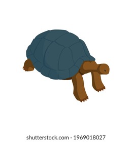 Composición isométrica del zoológico con carácter aislado de tortuga en ilustración vectorial de fondo en blanco
