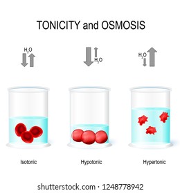 Isotonic, Hypotonic and Hypertonic solutions effects on animal cells. Tonicity and osmosis. This diagram shows the effects of hypertonic, hypotonic and istonic solutions to red blood cells. Vector