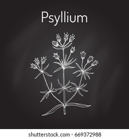 Ispaghula (plantago psyllium), medicinal plant. Hand drawn botanical vector illustration