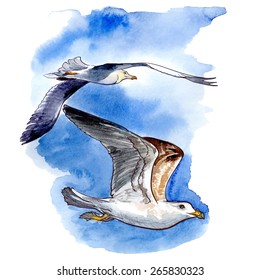 Istanbul travel notes - a couple of seagulls gliding in the sky. Traced watercolor sketch with a line drawing in a separate layer above isolated against white background. EPS10 vector illustration.