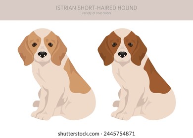 Istrian Short-haired hound puppy clipart. Different poses, coat colors set.  Vector illustration