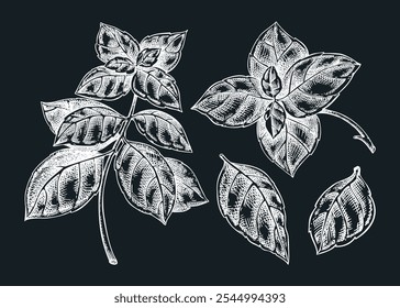 Conjunto de bocetos de albahaca italiana. Dibujo de tiza de especias de cocina. Hierbas y especias italianas Ilustración vectorial dibujada a mano. NO se ha generado IA