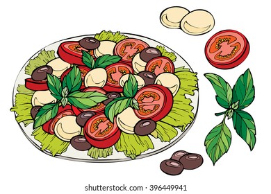 Italian Caprese salad with cherry tomatoes, baby mozzarella balls, olives and basil leaves. Hand drawn sketch of fresh salad.Organic food. Vector illustration on white background.