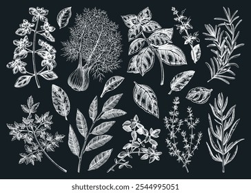 Conjunto de bocetos de hierbas de cocina italiana. Albahaca, menta, romero, perejil, salvia, laurel, tiza de hinojo. Especias de cocina Ilustración vectorial dibujada a mano. NO se ha generado IA