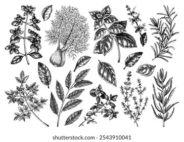 Conjunto de bocetos de hierbas y especias de cocina italiana. Albahaca, menta, romero, perejil, salvia, laurel, dibujo de hinojo. Especias de cocina Ilustración vectorial dibujada a mano. NO se ha generado IA