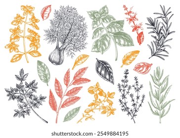 Conjunto de bocetos de hierbas y especias de cocina italiana. Albahaca, menta, romero, perejil, salvia, laurel, dibujo de hinojo. Especias de cocina Ilustración vectorial dibujada a mano. NO se ha generado IA