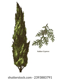 Italian cypress tree with branch vector