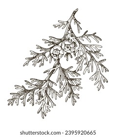 Italian cypress tree branch vector