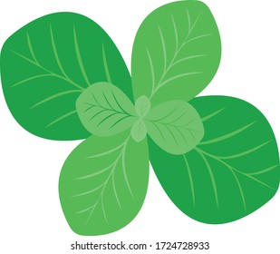 Italian food: fresh green healthy basil leaf flat vector illustration. Pizza ingredient. For restaurant, farmers market, grocery, vegan shop advertisement, menu decor, website banners
