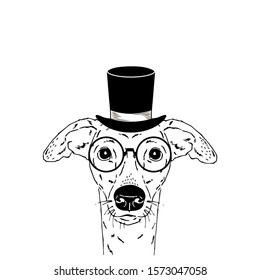 Italian Greyhound breed dog wear glasses, vintage top hat isolated on white background Symmetrical pet head. Realistic hand drawn vector illustration.