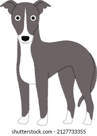 The Italian Greyhound Is An Italian Breed Of Small Sighthound. Small Dogs Of Sighthound Type Have Long Been Popular With Nobility And Royalty.