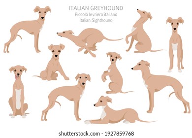 Italian greyhound clipart. Different poses, coat colors set.  Vector illustration