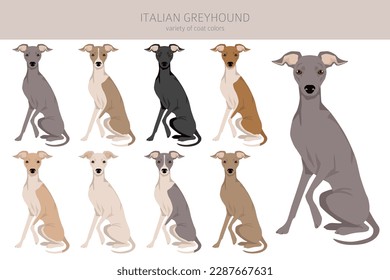 Italian Greyhound clipart. Different poses, coat colors set.  Vector illustration