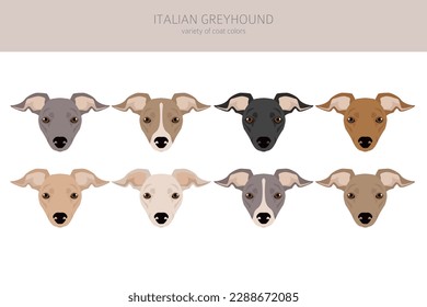 Italian Greyhound clipart. Different poses, coat colors set.  Vector illustration