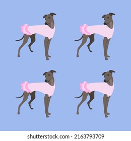 Italian greyhound in a cute summer dress. Dog in a delicate pink dress. Clothes for animals. Graceful breed of dog greyhound. Dog breed vector illustration: small italian greyhound. Cute dog pattern.
