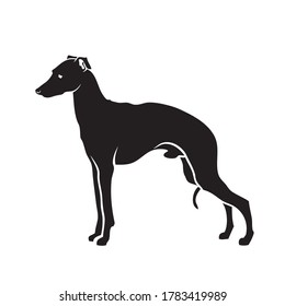 Italian Greyhound dog - isolated vector illustration