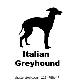 italian greyhound Dog silhouette dog breeds